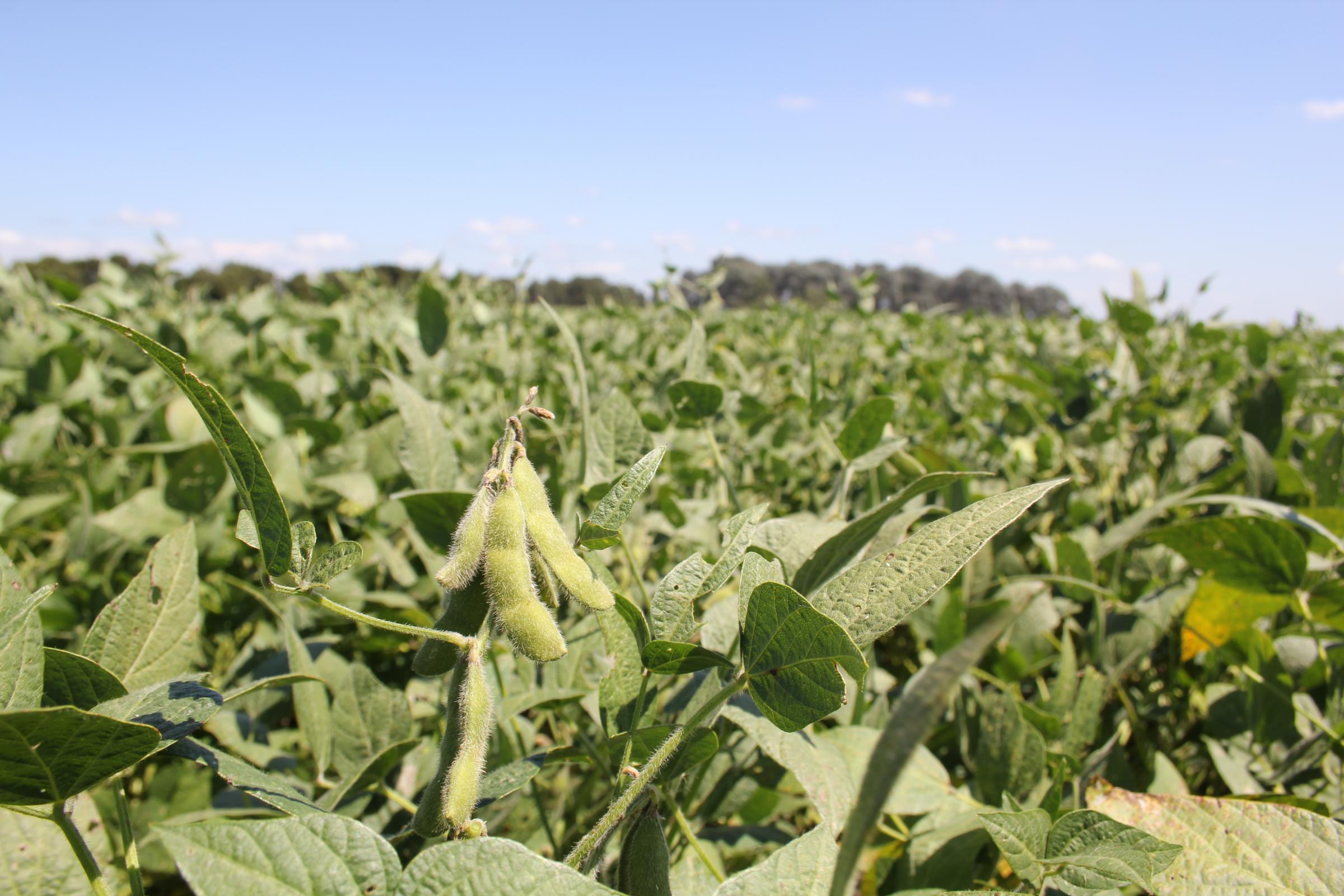 Roseville MN News, Calyxt produces a high-oleic soybean in Roseville